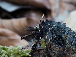 Dřevnatka číškomilná (Xylaria carpophila) od vevanek