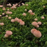 Helmovka růžová (Mycena rosella) od vevanek