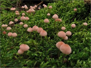 Helmovka růžová (Mycena rosella) od vevanek