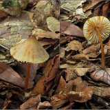 Helmovka šafránová (Mycena crocata) od vevanek