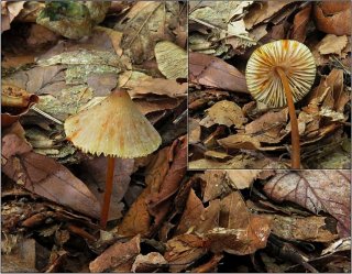 Helmovka šafránová (Mycena crocata) od vevanek