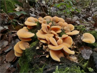 Hlíva hlízdovitá (Phyllotopsis nidulans) od vevanek