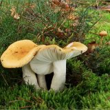 Holubinka hlínožlutá (Russula ochroleuca) od vevanek