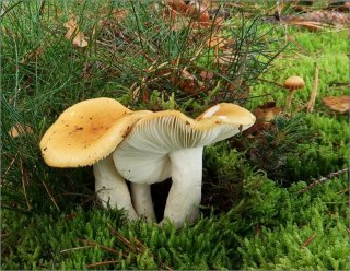 Holubinka hlínožlutá (Russula ochroleuca) od vevanek