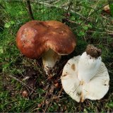 Holubinka kolčaví (Russula mustelina) od vevanek