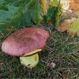 Hřib královský (Butyriboletus regius) od vevanek