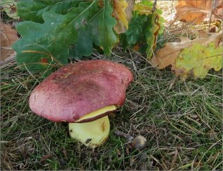 Hřib královský (Butyriboletus regius) od vevanek