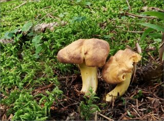 Liška ametystová (Cantharellus amethysteus) od vevanek