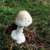 Muchomůrka jízlivá (Amanita virosa) od vevanek