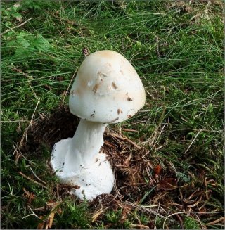 Muchomůrka jízlivá (Amanita virosa) od vevanek