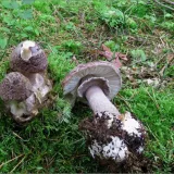 Muchomůrka porfyrová (Amanita porphyria) od vevanek