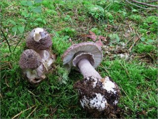 Muchomůrka porfyrová (Amanita porphyria) od vevanek