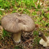 Penízovka širokolupenná (Megacollybia platyphylla) od vevanek