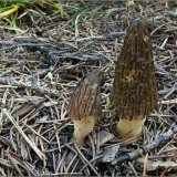 Smrž kuželovitý (špičatý) (Morchella conica) od vevanek