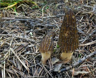 Smrž kuželovitý (špičatý) (Morchella conica) od vevanek