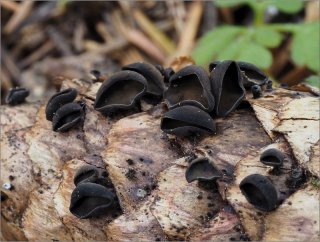 Terčka šišková (Rutstroemia bulgarioides) od vevanek