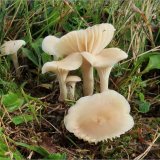 Voskovka panenská (Hygrocybe virginea) od vevanek