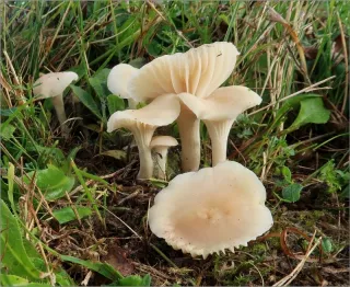 Voskovka panenská (Hygrocybe virginea) od vevanek