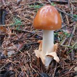 Muchomůrka plavá (Amanita fulva) od vevanek