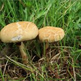 Polnička tuhá (Agrocybe dura) od vevanek