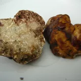 Bělolanýž obecný (Choiromyces maeandriformis) od Tony52