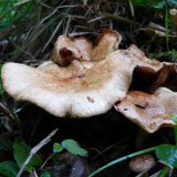 Čechratka olšová (Paxillus rubicundulus) od MV