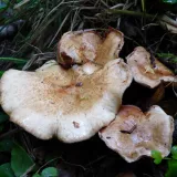 Čechratka olšová (Paxillus rubicundulus) od MV