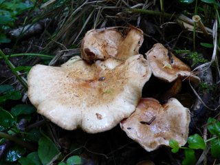 Čechratka olšová (Paxillus rubicundulus) od MV