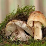 Muchomůrka růžovka (Amanita rubescens) od Martin