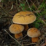 Hřib (klouzek) strakoš (Suillus variegatus) od Michal Slavík