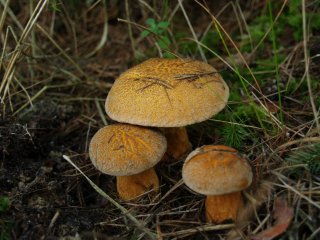 Hřib (klouzek) strakoš (Suillus variegatus) od Michal Slavík