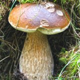 Hřib smrkový (Boletus edulis) od Michal Slavík