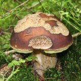 Hřib smrkový (Boletus edulis) od Michal Slavík