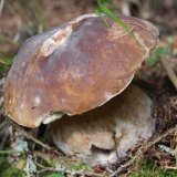 Hřib smrkový (Boletus edulis) od Michal Slavík