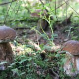 Hřib smrkový (Boletus edulis) od Michal Slavík