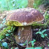 Hřib smrkový (Boletus edulis) od Michal Slavík