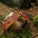 Hřib smrkový (Boletus edulis) od Michal Slavík