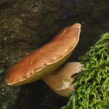 Hřib smrkový (Boletus edulis) od Michal Slavík