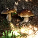 Hřib smrkový (Boletus edulis) od Michal Slavík