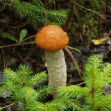 Křemenáč osikový (Leccinum aurantiacum) od Michal Slavík