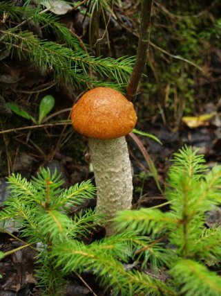 Křemenáč osikový (Leccinum aurantiacum) od Michal Slavík