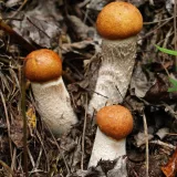 Křemenáč osikový (Leccinum aurantiacum) od Michal Slavík