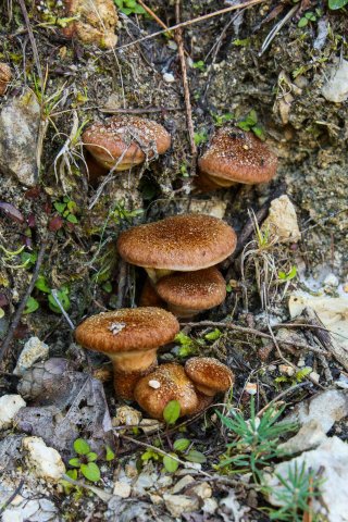 Klouzek (hřib) dutonohý (Suillus cavipes) od Michal Slavík