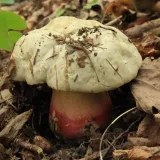 Hřib satan (Rubroboletus satanas) od Michal Slavík