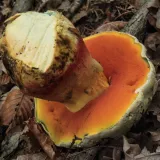 Hřib satan (Rubroboletus satanas) od Michal Slavík