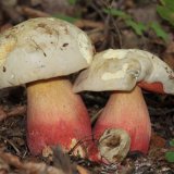 Hřib satan (Rubroboletus satanas) od Michal Slavík