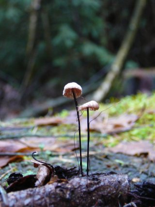 Špička žíněná (Gymnopus androsaceus) od Tony52