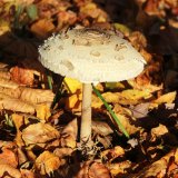 Bedla vysoká (Macrolepiota procera) od Michal Slavík