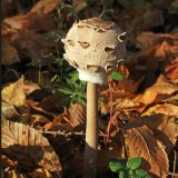 Bedla vysoká (Macrolepiota procera) od Michal Slavík