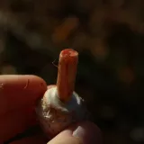 Bedla červenající (Chlorophyllum rachodes) od Michal Slavík